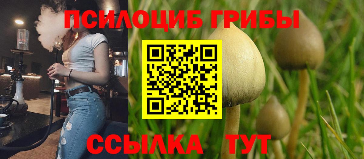 Галлюциногенные грибы Psilocybe Артём